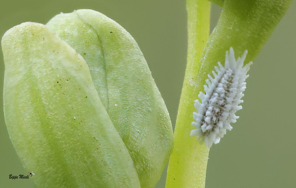 Orthezia urticae? No, larva di coccinellide Scymninae